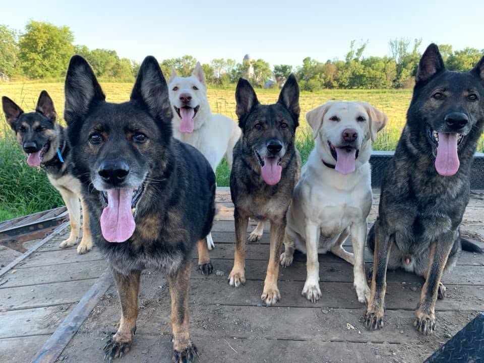 dog boarding & daycare