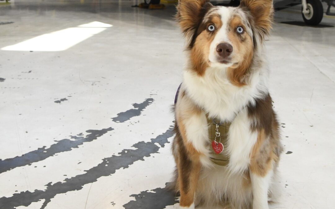 Therapy Dogs, Service Dogs, Emotional Support Dogs – What’s the Difference?