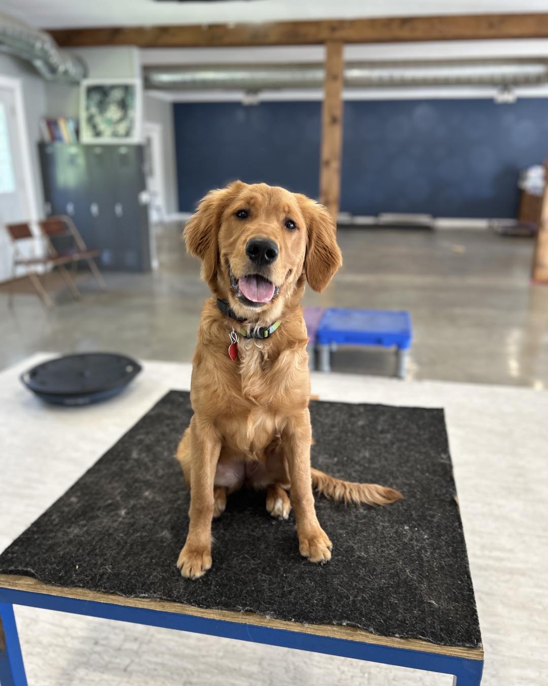 Dog Friendly Businesses in Osakis MN