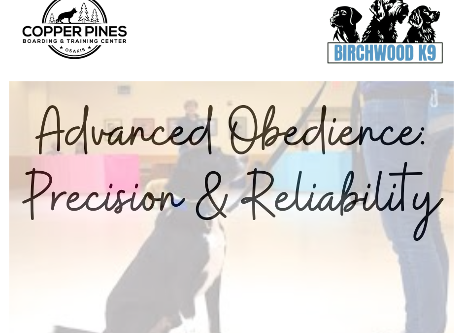 advanced obedience training